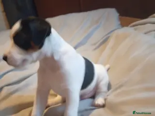 Jack Russell dogs Jack Russell Pup Ken Gould Line 1 dog available - Advert 1