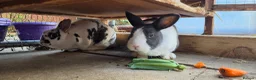 Continental Giant rabbits for sale: Jack, Audrey, Seamus  in Chippenham - Advert 6
