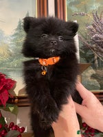 Pomeranian dogs Pomeranian puppies - Advert 13