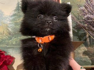 Pomeranian dogs Pomeranian puppies - Advert 3