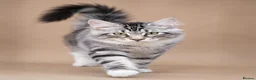 Maine Coon cats for sale: Stunning Maine Coon kittens ready for a new home. - Advert 4