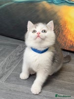 British Shorthair cats BSH tri- colour golden/blue/white kittens TICA - Advert 10