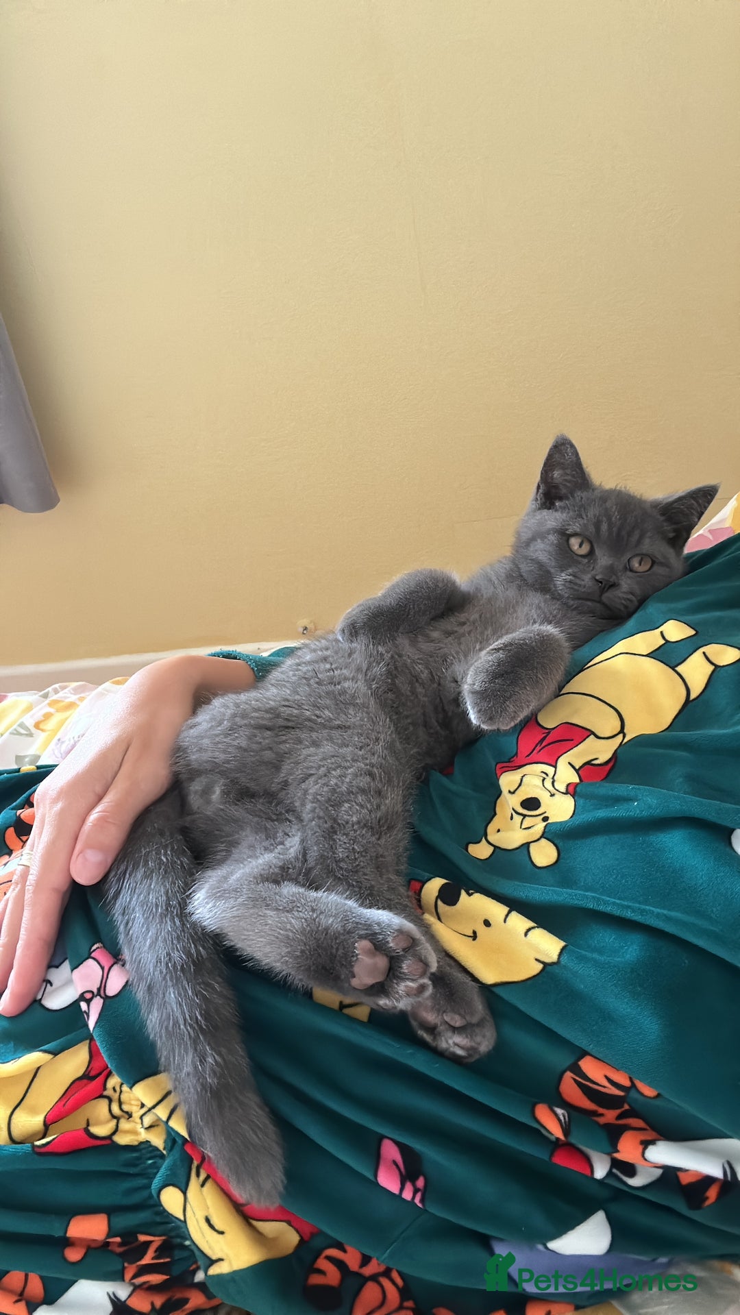 British Shorthair cats for sale: British shorthair for sale - Image 7