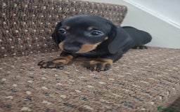 Dachshund dogs for sale: Dachshund puppies  - Image 9