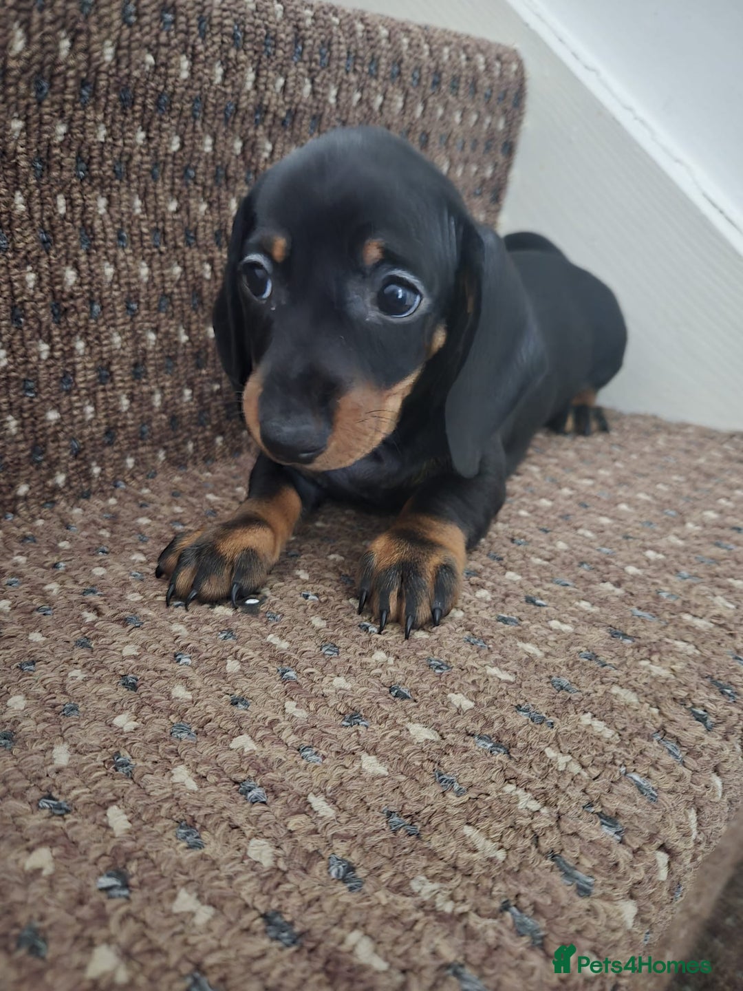 Dachshund dogs for sale: Dachshund puppies  - Image 9