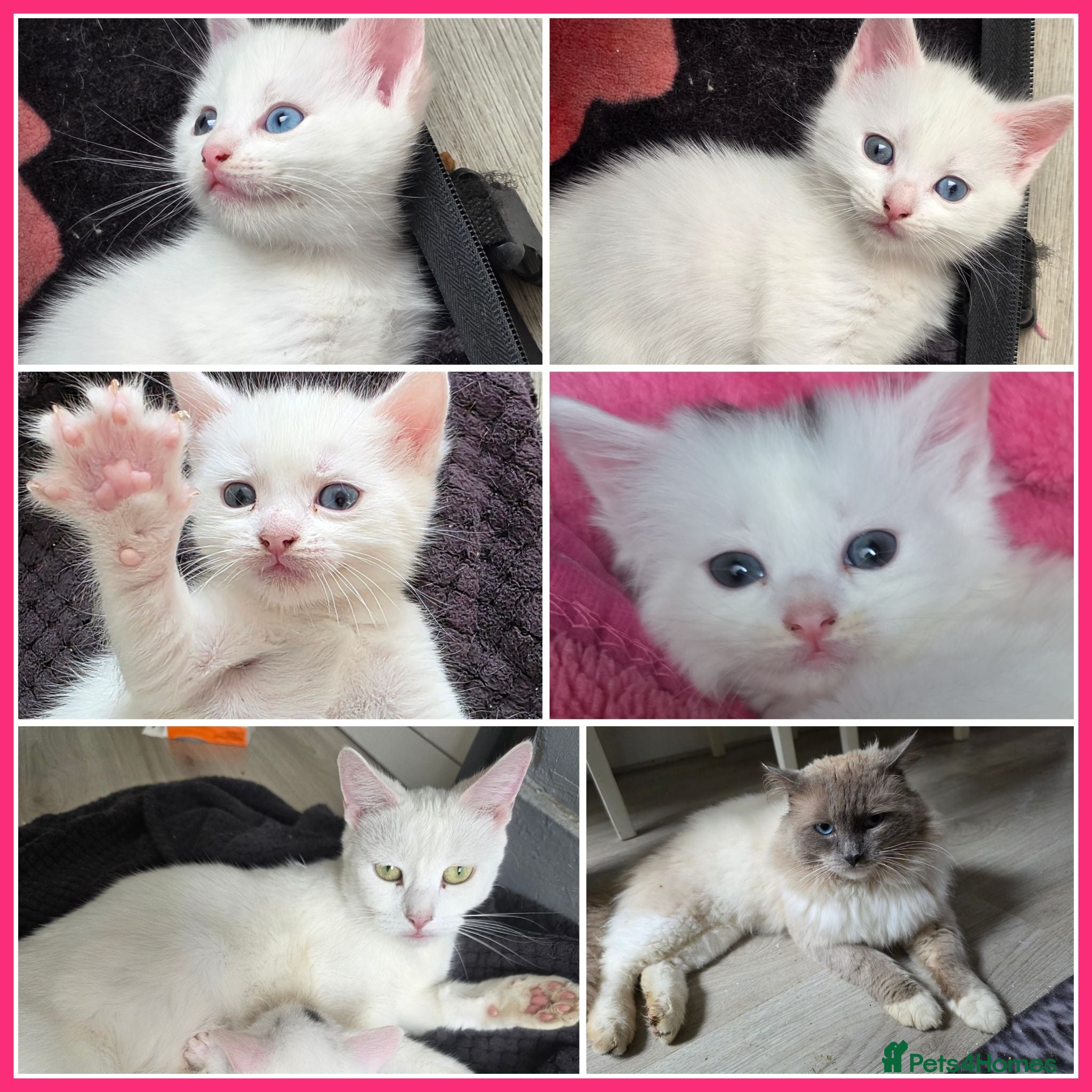 Mixed Breed cats 🔹️🔸️🔹️Kittens🔸️domestic cat x Ragdoll 🔹️🔸️ - Advert 1