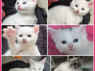 Mixed Breed cats 🔹️🔸️🔹️Kittens🔸️domestic cat x Ragdoll 🔹️🔸️ - Advert 1