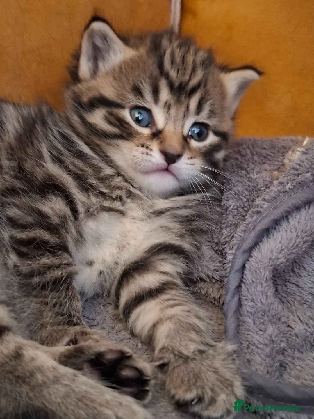 Mixed Breed cats for sale: Mixed breeds kittens - Advert 7