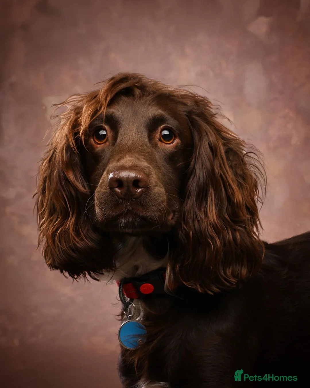 Cocker Spaniel dogs for sale: Cocker Spaniel puppies for sale - Advert 7