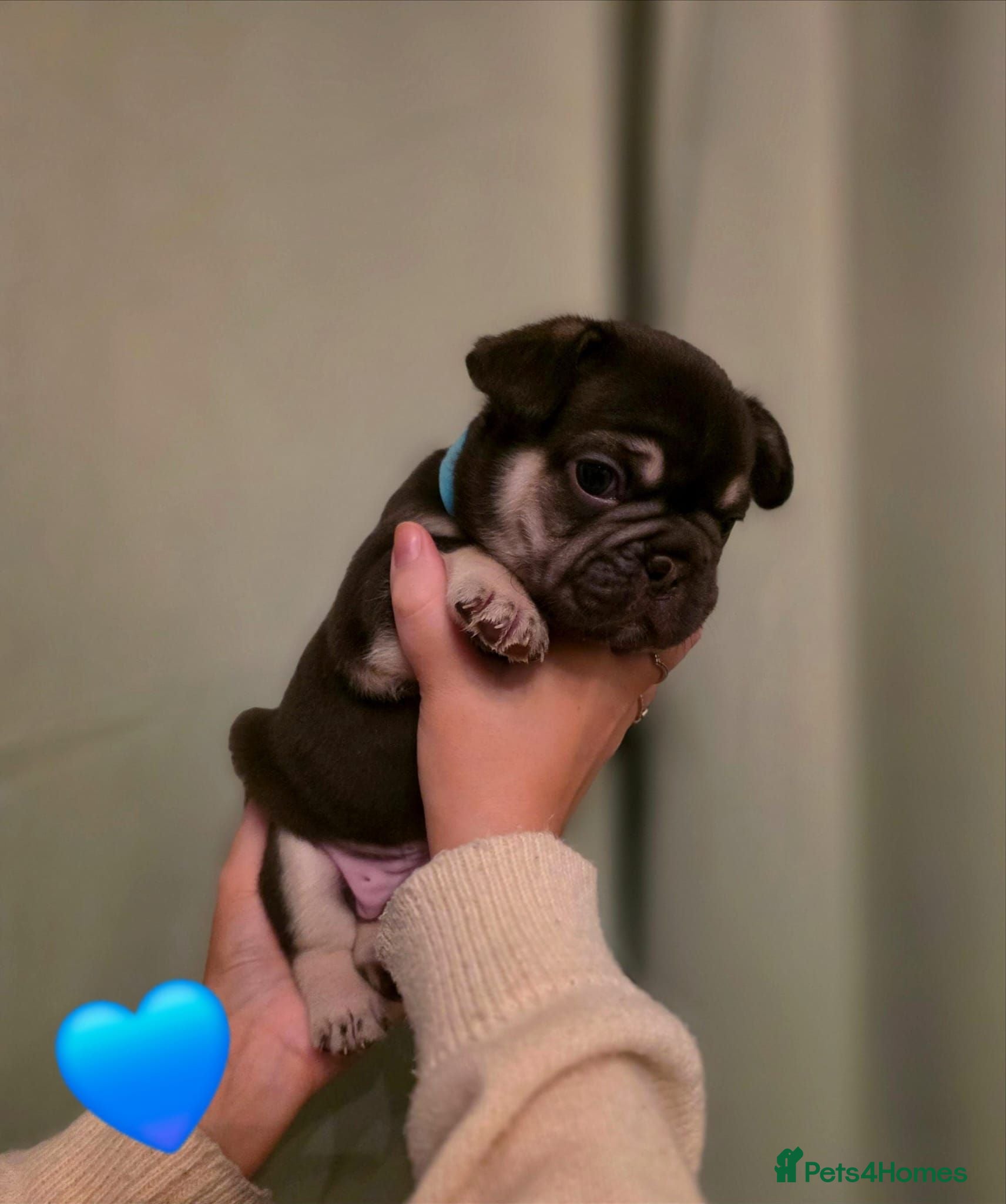 French Bulldog dogs French Bulldog Puppies - Advert 17