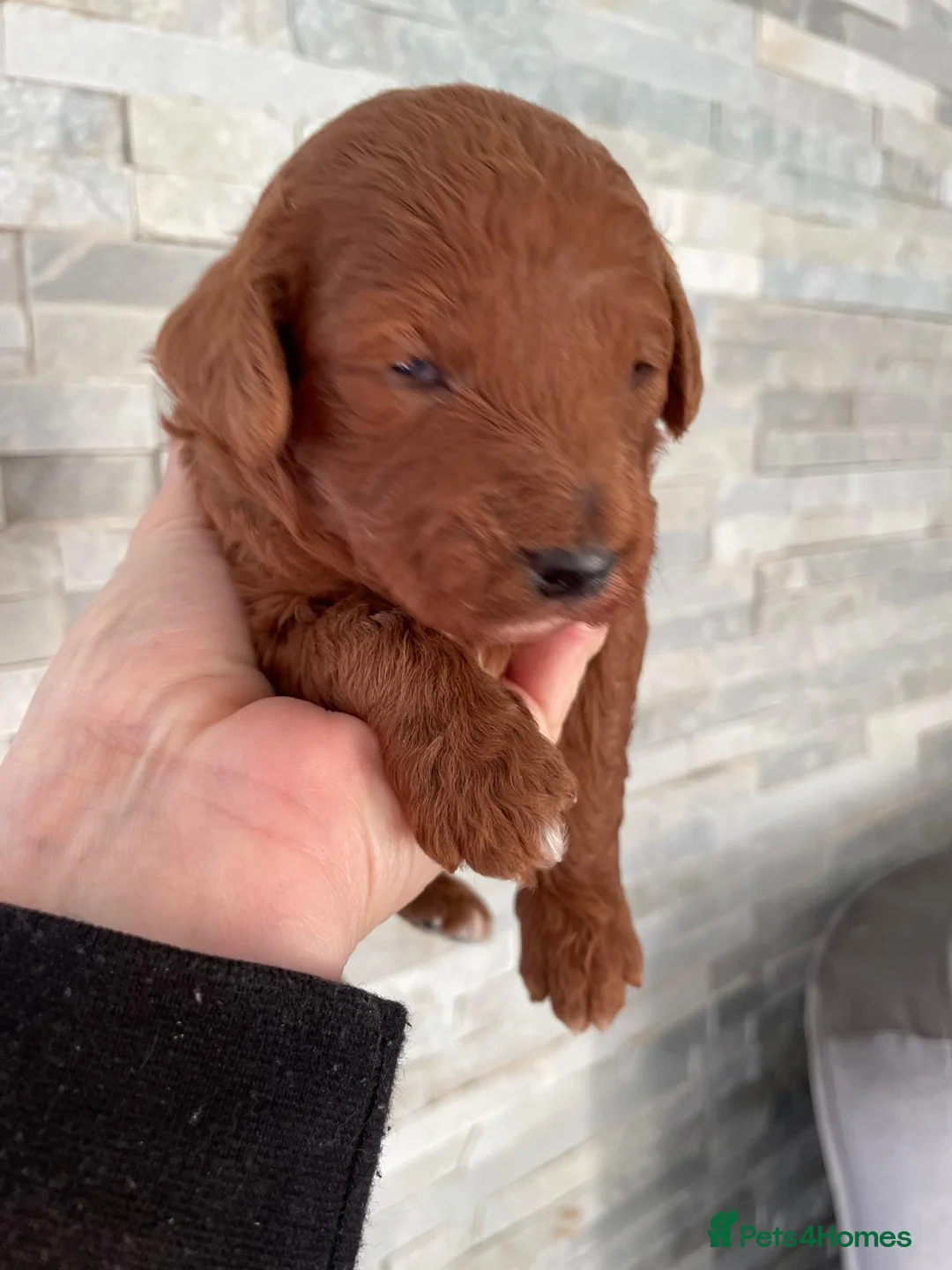 Miniature Poodle dogs for stud: EXTENSIVELY HEALTH TESTED POODLE FOR STUD - Advert 16