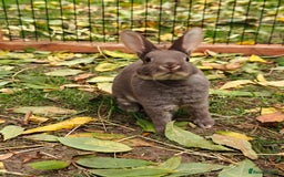 Rex rabbits for sale: Mixed litter of Mini Rex  - Image 36