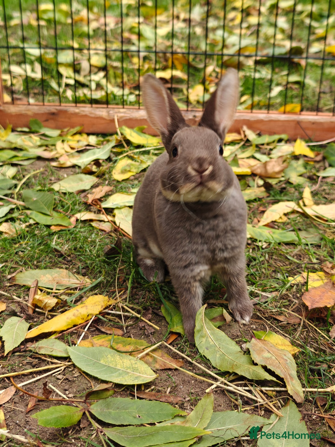 Rex rabbits for sale: Mixed litter of Mini Rex  - Image 36