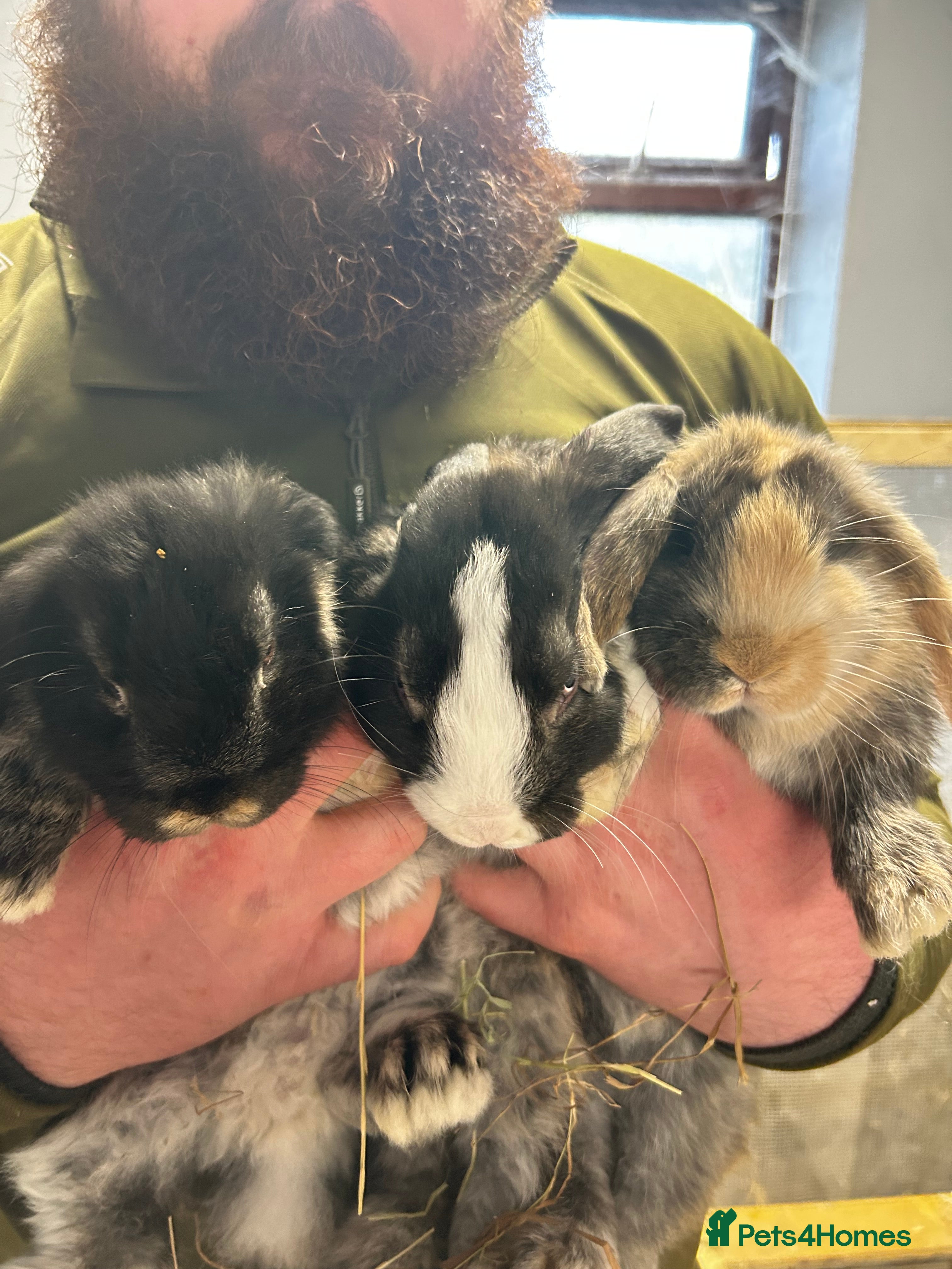 Mini Lop rabbits 🐰 Beautiful Mini Lop Ear Rabbits 🐰 - Advert 16