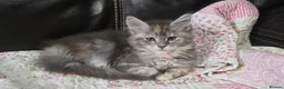 Maine Coon cats for sale: Stunning TICA registered girls - Advert 4