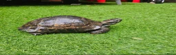 Tortoise reptiles for sale: Male Spurthigh tortoise  - Advert 4