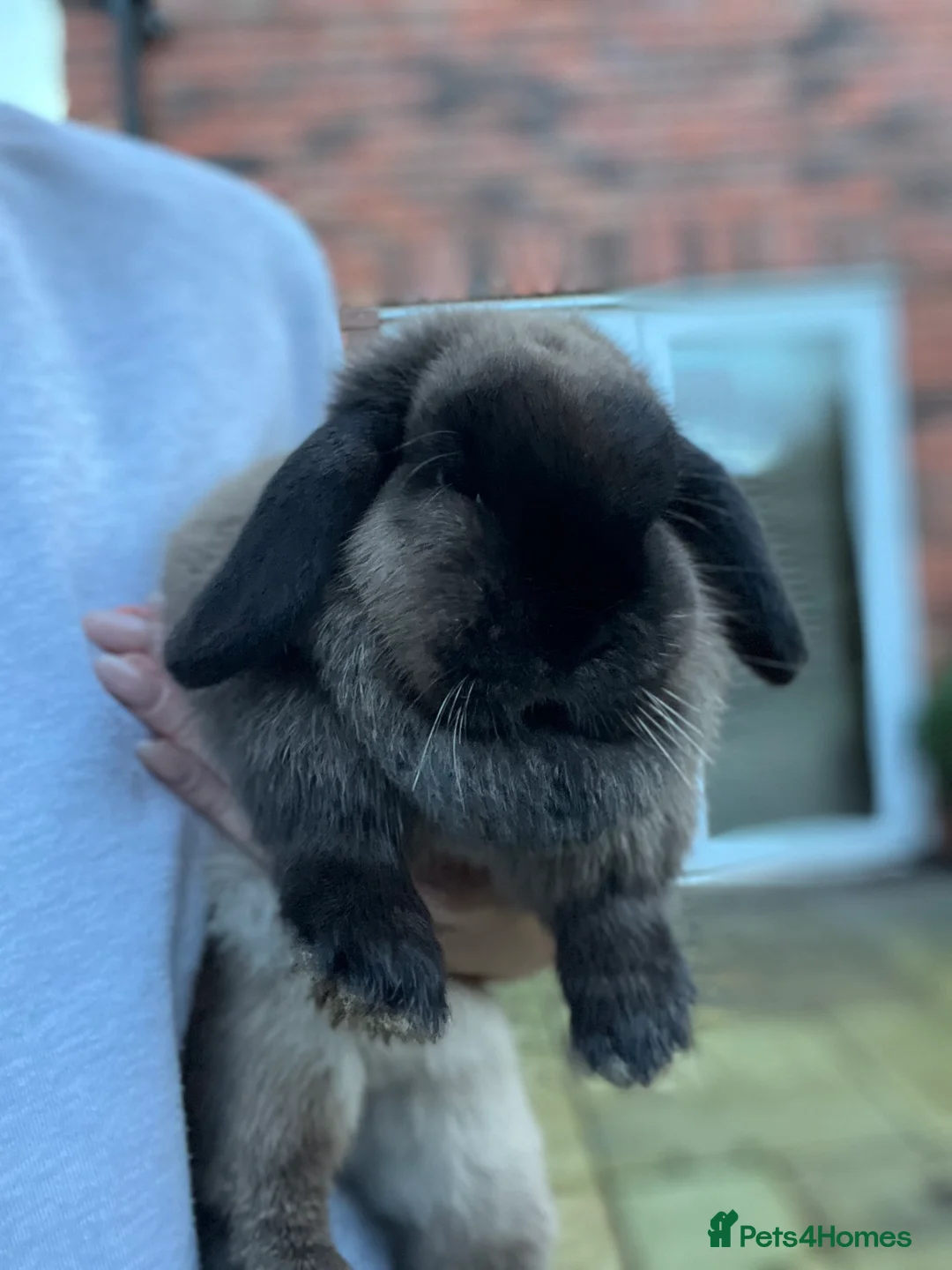 Mini Lop rabbits for sale: Pet home wanted beautiful Siamese sable doe - Advert 3