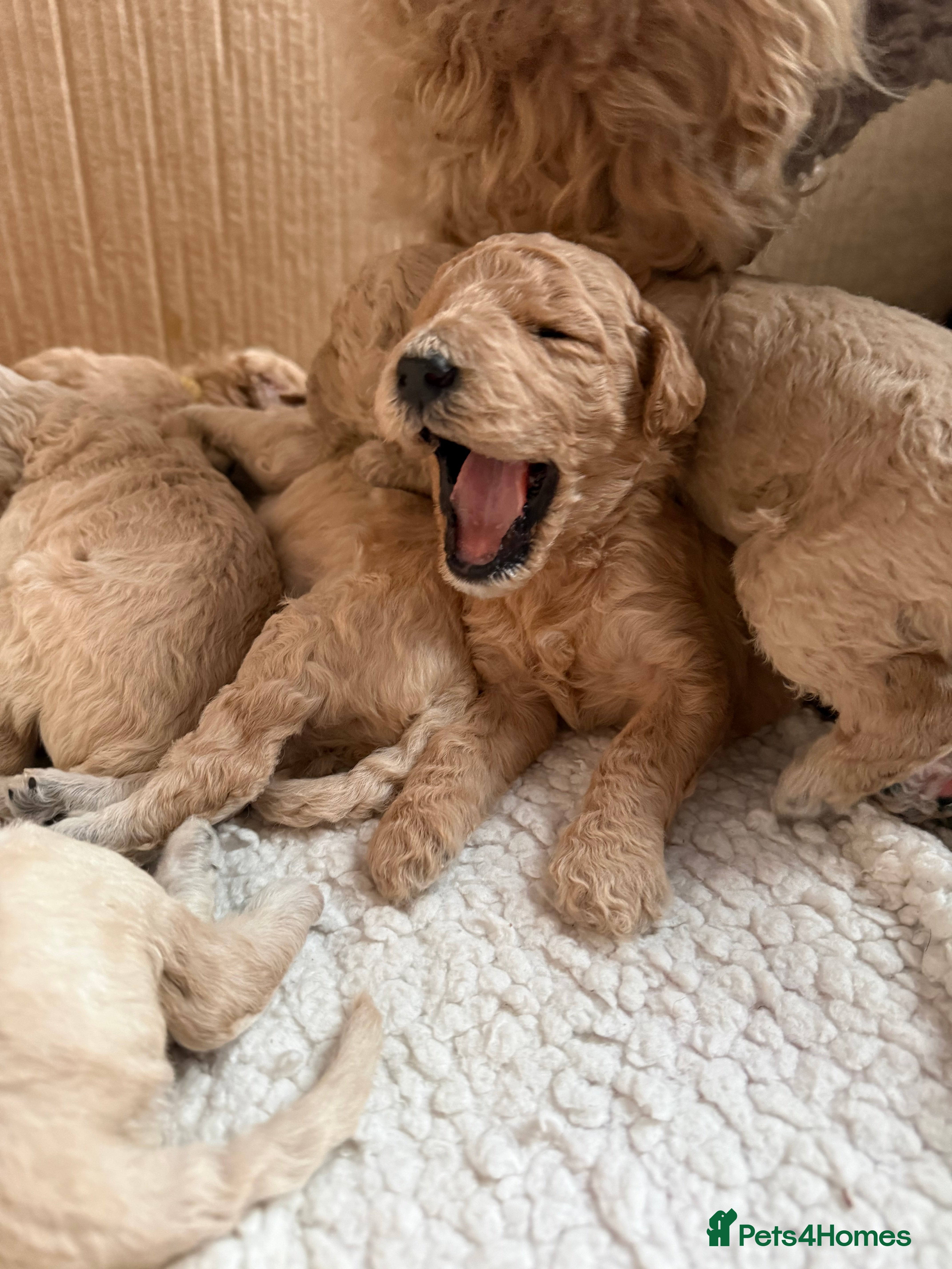Standard Poodle dogs exceptional kc standard poodles  - Advert 1