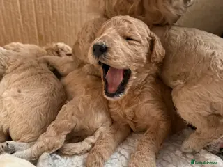 Standard Poodle dogs exceptional kc standard poodles - Advert 1