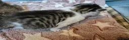 Mixed Breed cats for sale: Stunning Mixed breed kittens for sale! - Advert 3