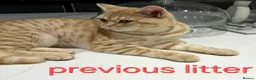 British Shorthair cats for sale: Bsh X Scotish stright kittens. - Advert 8