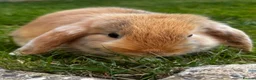 Mini Lop rabbits for sale: 2 Mini Lops - Advert 7