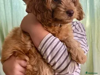 Cockapoo dogs Cockapoo Puppies - Advert 1