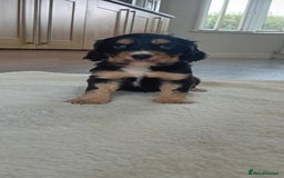 Cocker Spaniel dogs for sale: QUALITY COCKER SPANIAL PUPPIES VARIOUS COLOURS - Image 14
