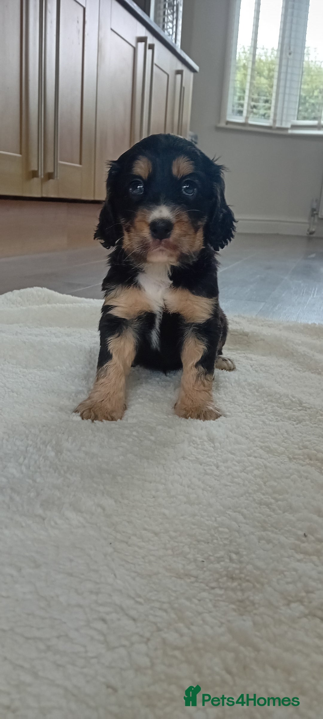 Cocker Spaniel dogs for sale: QUALITY COCKER SPANIAL PUPPIES VARIOUS COLOURS - Image 14