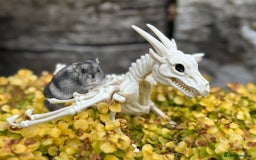 Hamster rodents for sale: Dwarf winter white russian hamsters. Sheffield. - Image 2