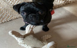 Pug dogs for sale: Black pug for a new home - Image 1