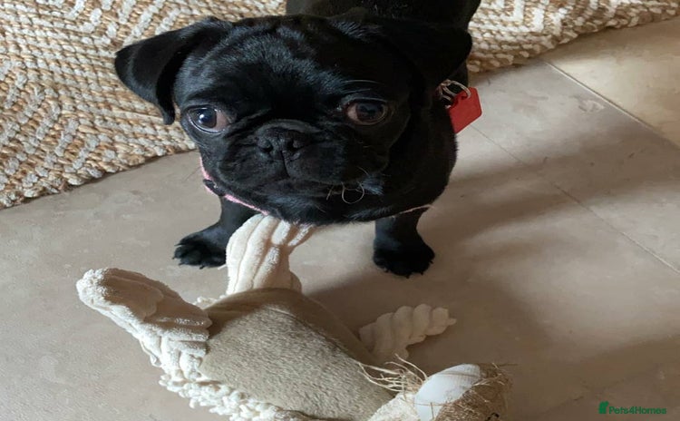 Pug dogs - Advert 1