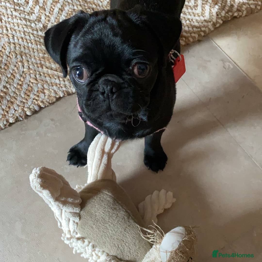 Pug dogs for sale: Black pug for a new home - Image 1