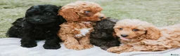Cavapoo dogs for sale: F1 Miniature Cavapoo Puppies For Sale  in Sittingbourne - Advert 4