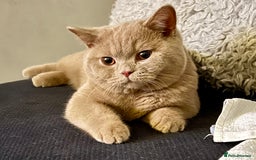 British Shorthair cats for sale: British shorthair  - Image 1