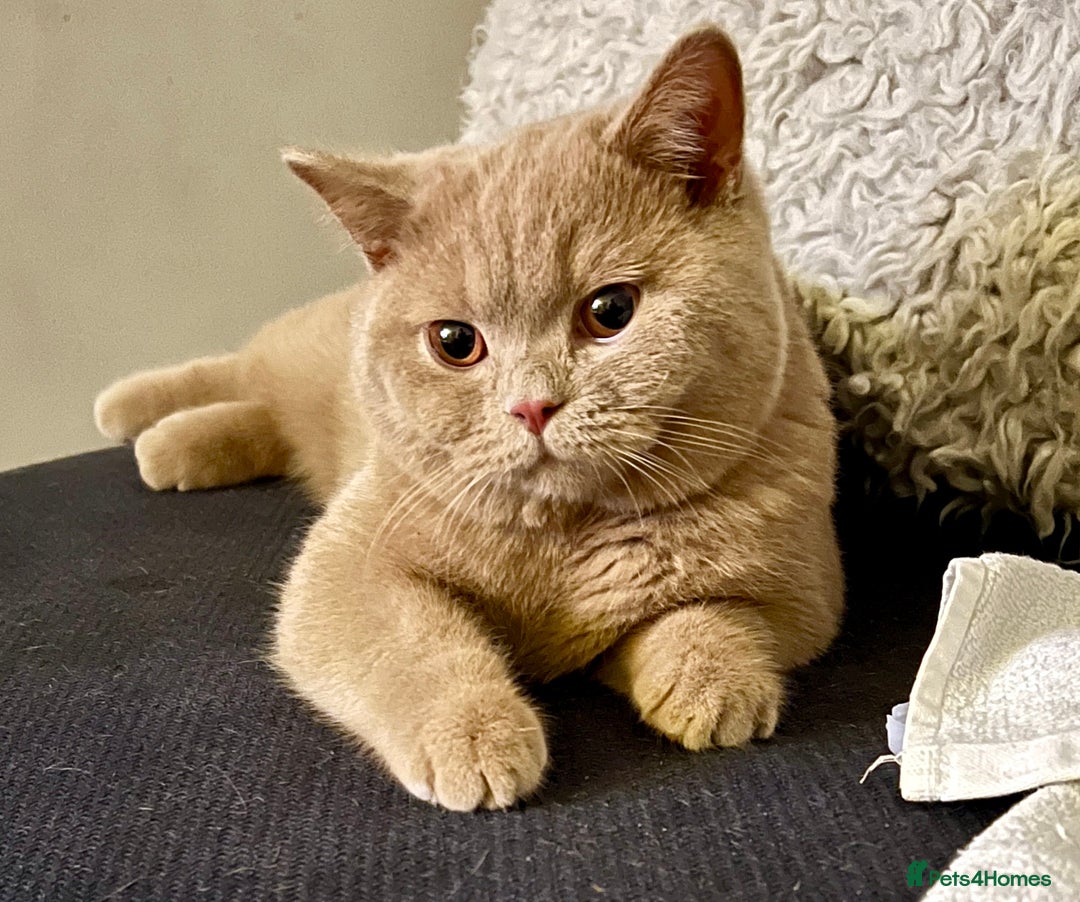 British Shorthair cats for sale: British shorthair  - Image 1