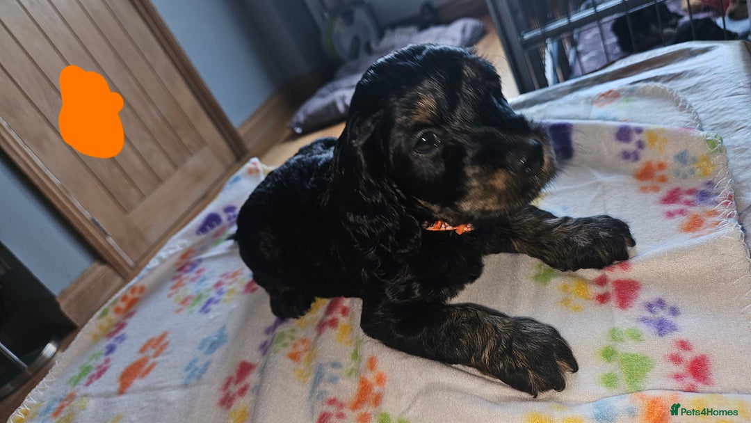 Cockapoo dogs for sale: Cockerpoo  - Image 6