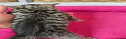 Mixed Breed cats for sale: Kittens : Ready to view  - Advert 3
