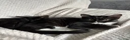 Mixed Breed cats for sale: TWO BLACK KITTENS (4/5 months old)  - Advert 6
