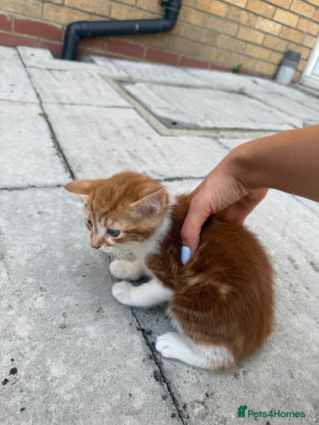 Mixed Breed cats for sale: loved and cared for kittens looking for new home🥹 - Image 29