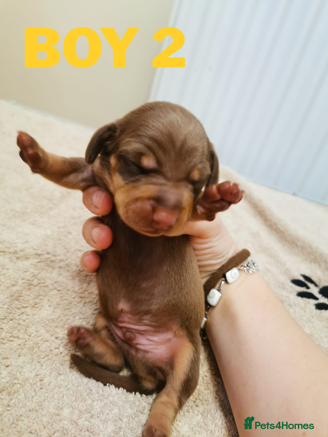 Miniature Dachshund dogs for sale: Beautiful mini dachshund boys 🐾 - Advert 1
