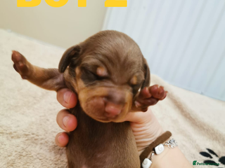 Miniature Dachshund dogs Beautiful mini dachshund boys 🐾 - Advert 5