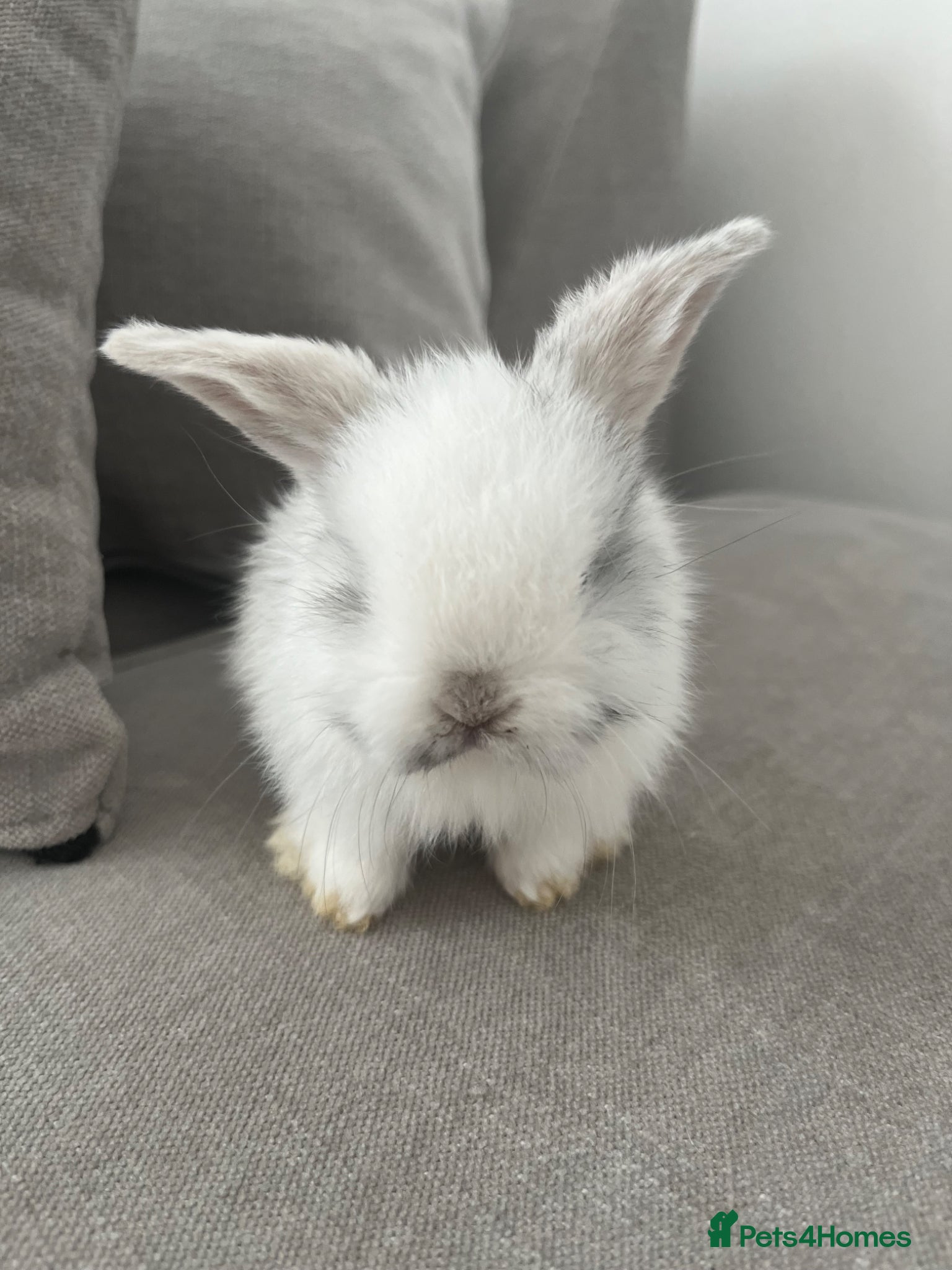 Mini Lop rabbits Gorgeous Pure Bred Mini Lops  - Advert 1