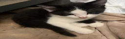 Mixed Breed cats for sale: Kittens - Advert 4