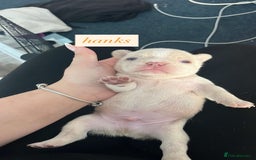 French Bulldog dogs for sale: QUALITY FRENCH BULLDOGS  - Image 6