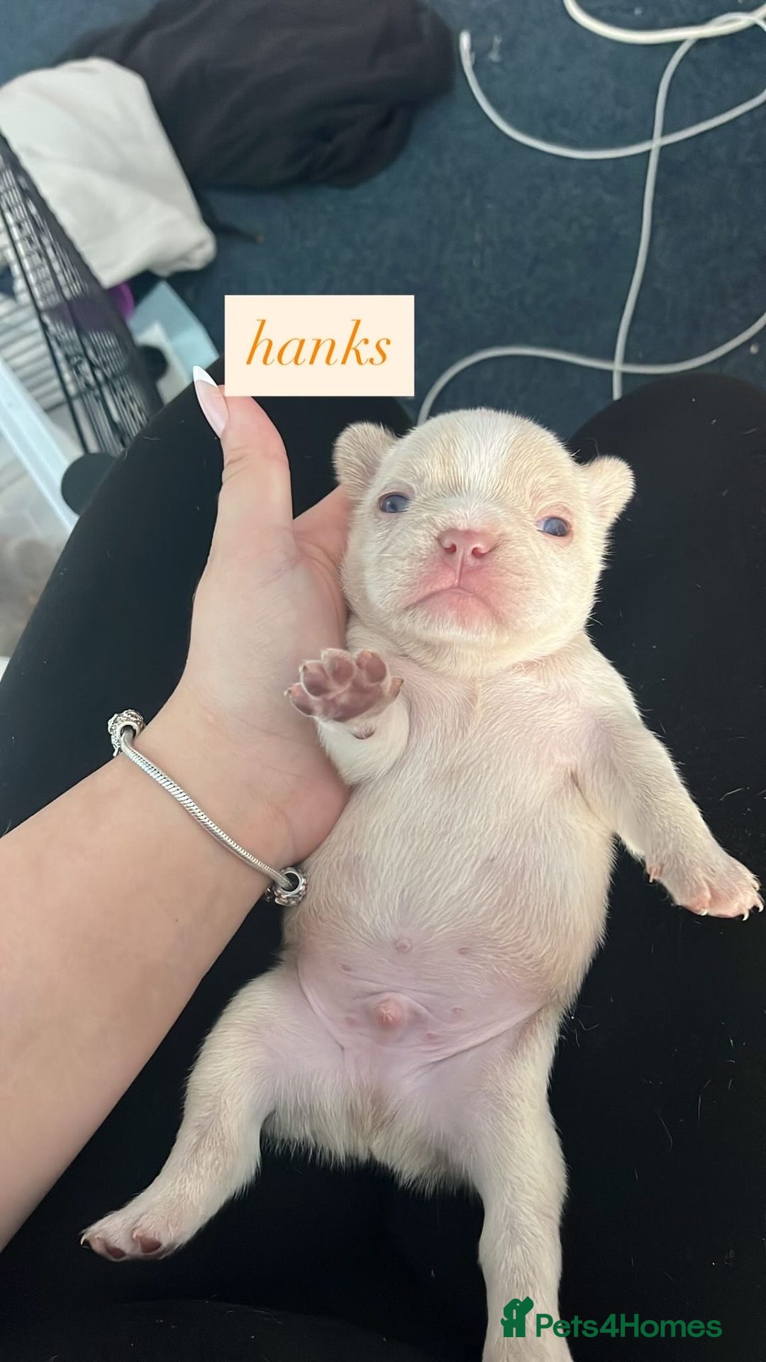 French Bulldog dogs for sale: QUALITY FRENCH BULLDOGS  - Image 6