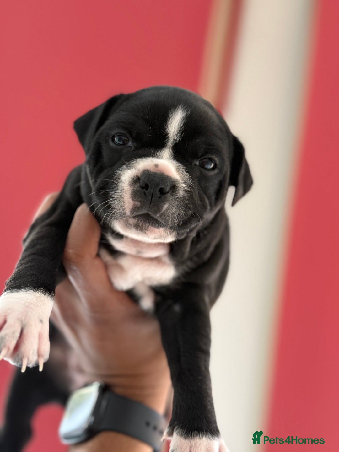 Staffordshire Bull Terrier dogs for sale: Outstanding KC blue gene carriers - Image 11