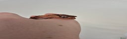 Gecko reptiles for sale: 2x knob tailed geckos for sale - Advert 4