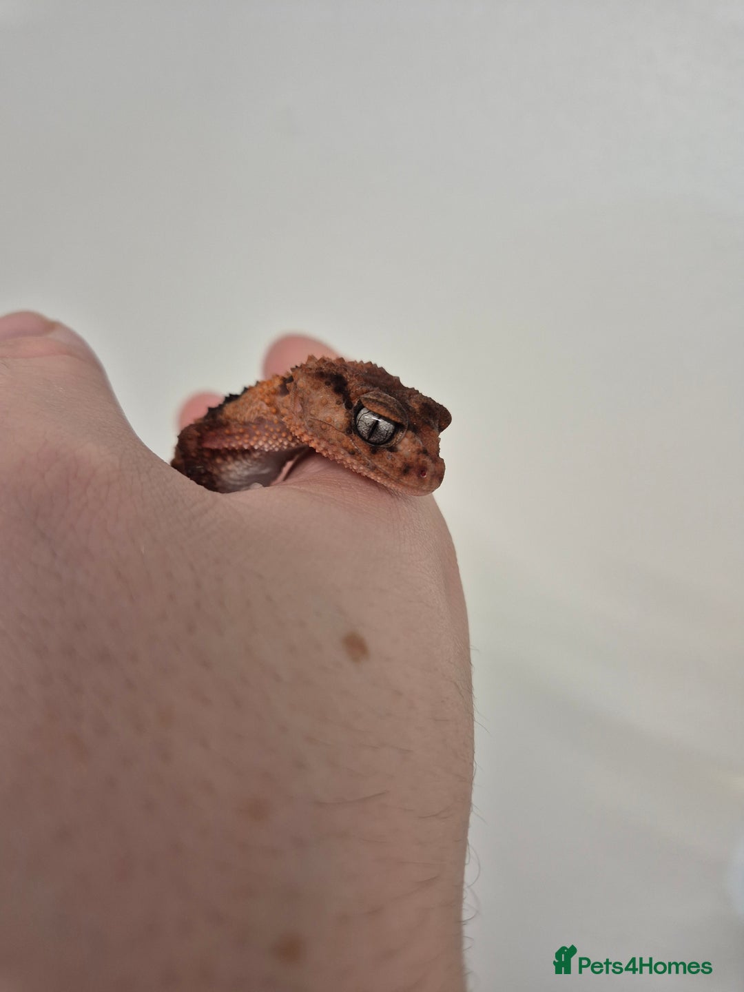 Gecko reptiles for sale: 2x knob tailed geckos for sale - Advert 4