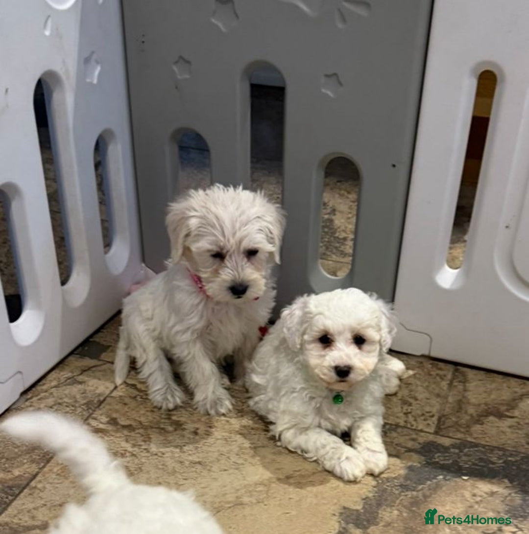 Mixed Breed dogs for sale: Toy Westiepoo Puppies - Non-Shed - Advert 8